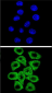 CITED2 Antibody (C-term)