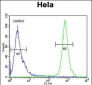 TRAPPC3 Antibody (N-term)