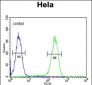 UBA52 Antibody (C-Term)