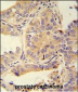 UBA52 Antibody (C-Term)