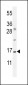 UBA52 Antibody (C-Term)