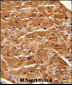 FGF7 Antibody (Center)