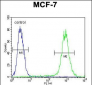 FGF9 Antibody (N-term)