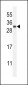 FGF9 Antibody (N-term)