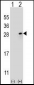 FGF9 Antibody (N-term)