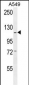 GABBR2 Antibody (C-term)