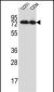 GSPT1 Antibody (N-term)