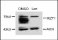 IKZF1 Antibody (C-term)