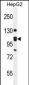 K0090 Antibody (C-term)