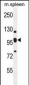 K0090 Antibody (C-term)