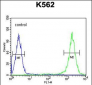 TFAM Antibody (C-term)