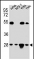 TFAM Antibody (C-term)