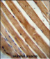 SLC25A12 Antibody (N-Term)