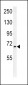 SLC25A12 Antibody (N-Term)