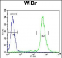 RPS6 (Ser240/244) Antibody