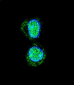 HOXA10 Antibody (Center)