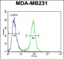 PDE12 Antibody (C-term)