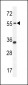 PDE12 Antibody (C-term)