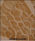 LMOD2 Antibody  (N-term)