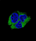 SERPINI1 Antibody (N-term)