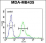 Nephrin (Y1210) antibody