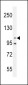 Nephrin (Y1210) antibody