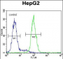 KEAP1 Antibody (C-term)