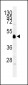 INDO Antibody (Center)