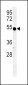 INDO Antibody (Center)