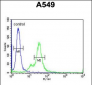 M6PR Antibody (C-term)