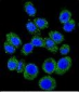 M6PR Antibody (C-term)