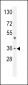 M6PR Antibody (C-term)