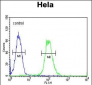 XRCC6 Antibody (Center)