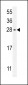 FGF2-T254 Antibody