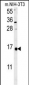 LSM4 Antibody (Center)