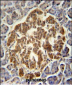 GCH1 Antibody (N-term)