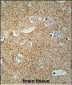 SNCB Antibody (C-term)