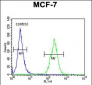 DNAJA1 Antibody (Center)