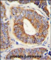 DNAJA1 Antibody (Center)