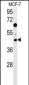 DNAJA1 Antibody (Center)