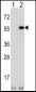 DNAJA1 Antibody (Center)