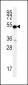 SLC9A3R1 Antibody (Center)