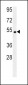 SOX10 Antibody (Center)