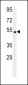 SOX10 Antibody (Center)