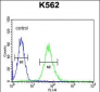 ADCY10 Antibody (Center)