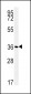 ATP1B1 Antibody (Center)