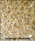 SAMSN1 Antibody (Center)