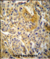 NCF1 Antibody (N-term)