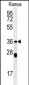 NCF1 Antibody (N-term)