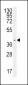 SMS Antibody